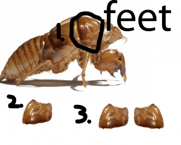 Creation of Robot fly! (updated): Step 14